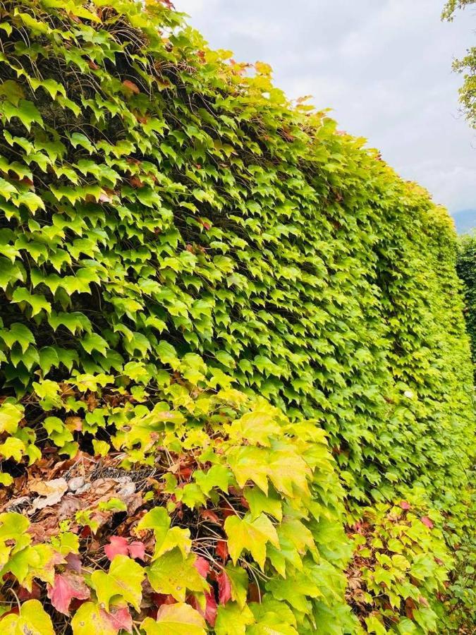 Green House Otel Lagodehi Dış mekan fotoğraf