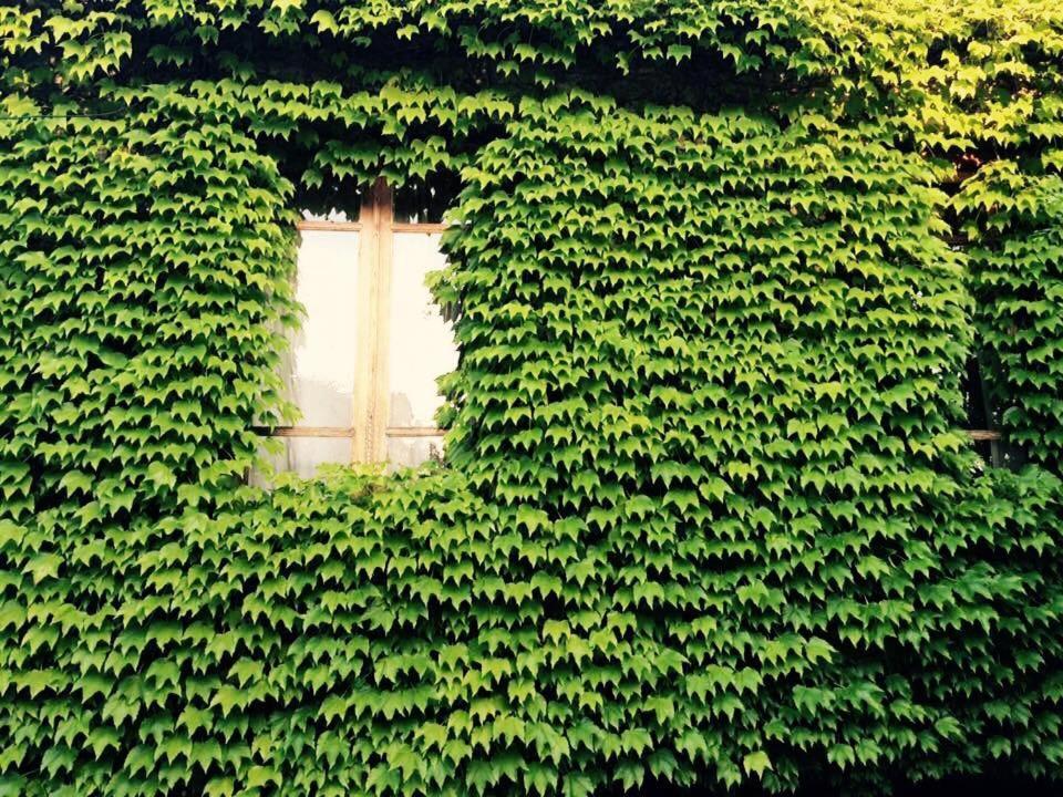 Green House Otel Lagodehi Dış mekan fotoğraf